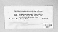 Tranzschelia discolor image